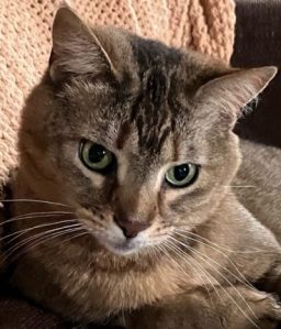 Cat with an intense expression